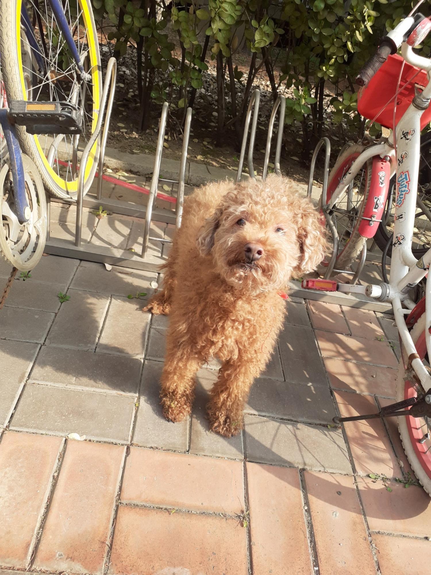 푸들 이미지 파일 입니다.